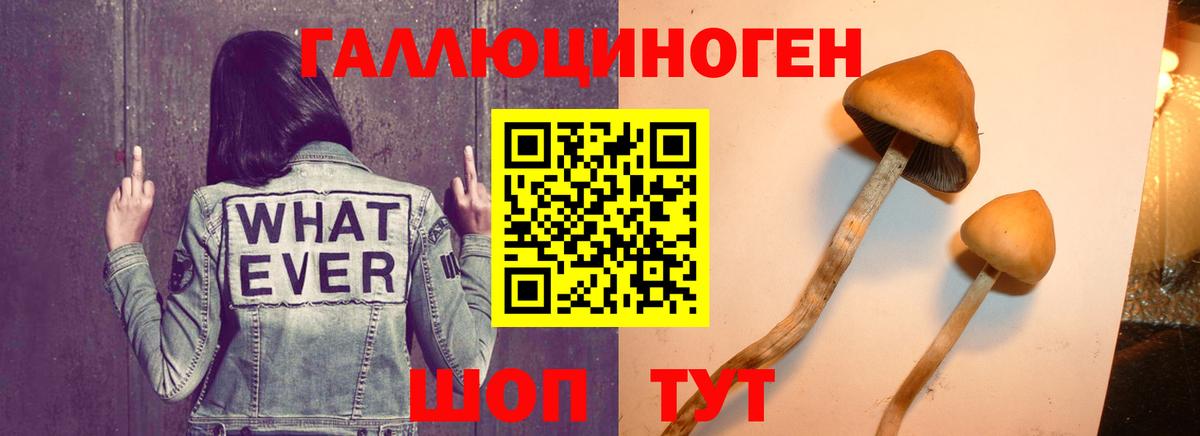 Псилоцибиновые грибы прущие грибы Псков